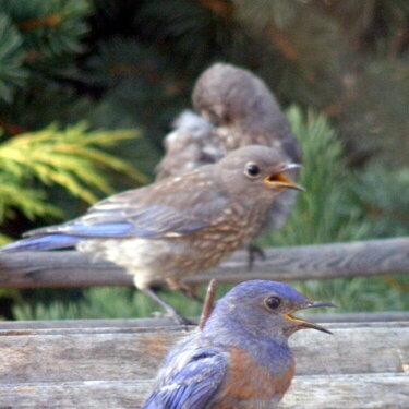 Western Bluebirds cooling off