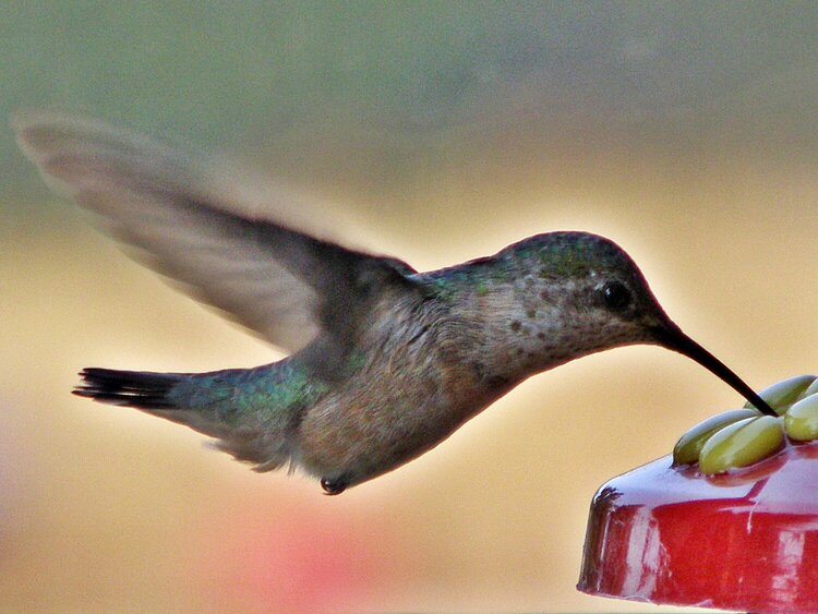 POD...AUG #1/15...Hummingbird