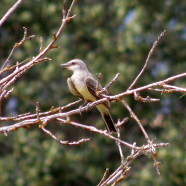 AUG 2020 #2 Western Kingbird