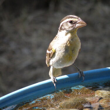 AUG 2020 #3 Black-headed Grosbeak