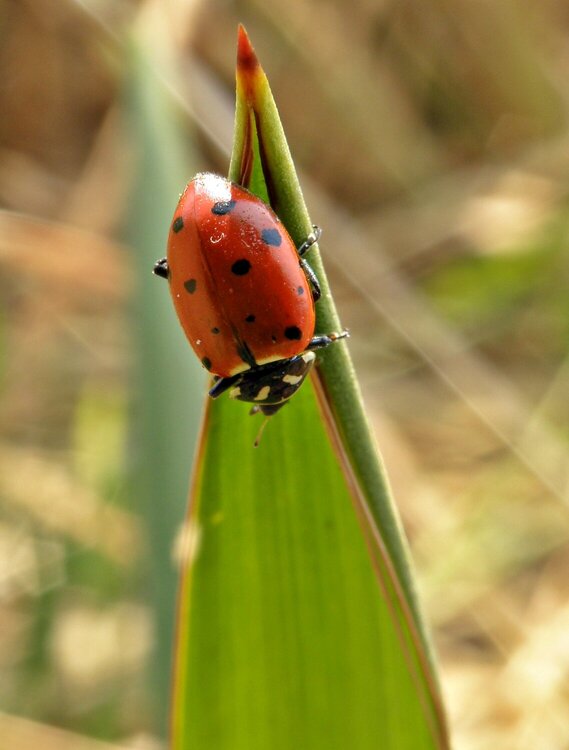 POD...AUG #3/15...Ladybug/Spanish Bayonet leaf