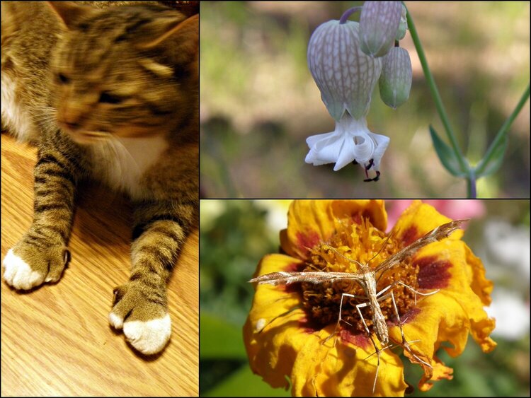 MINI AUG...POD...3 Unique...Cat/Flower/Moth