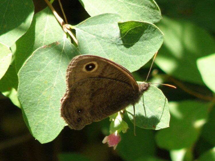 Wood Nymph butterfly...male