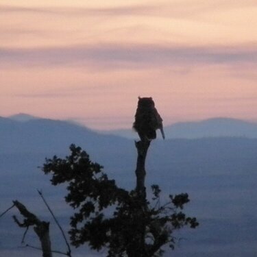 MINI AUG...POD...6 If only...Great Horned Owl