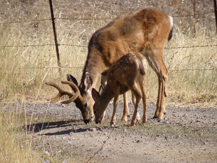 AUG 2020 / MINI #4 Nature / Deer