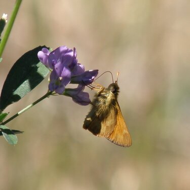 POD...AUG #4/15...Juba butterfly