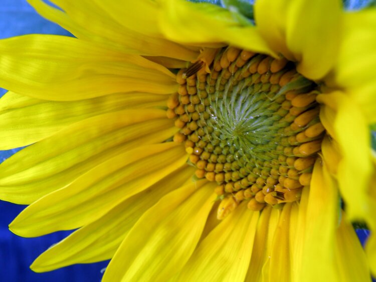 POD...AUG #6/15...Sunflower