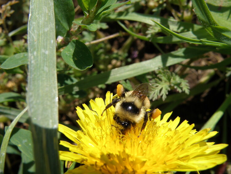 Bumble  Bee w/ pollen baskets