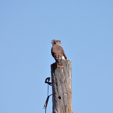 POD...AUG #9/15...Kestrels