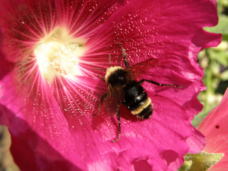 MINI WK 3...[POD]...[15 difficult] BUMBLE BEE!!
