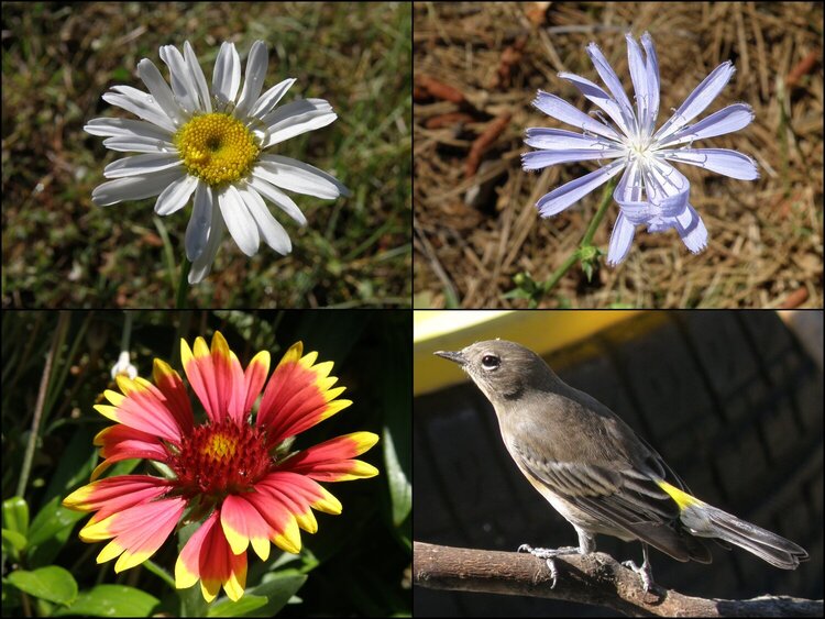 JFF...AUG POD #3...Flowers/Warbler