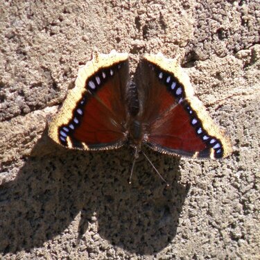 POD...AUG #10/15...Beautiful butterfly