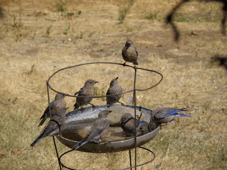 POD...8-21-09...Western Bluebirds