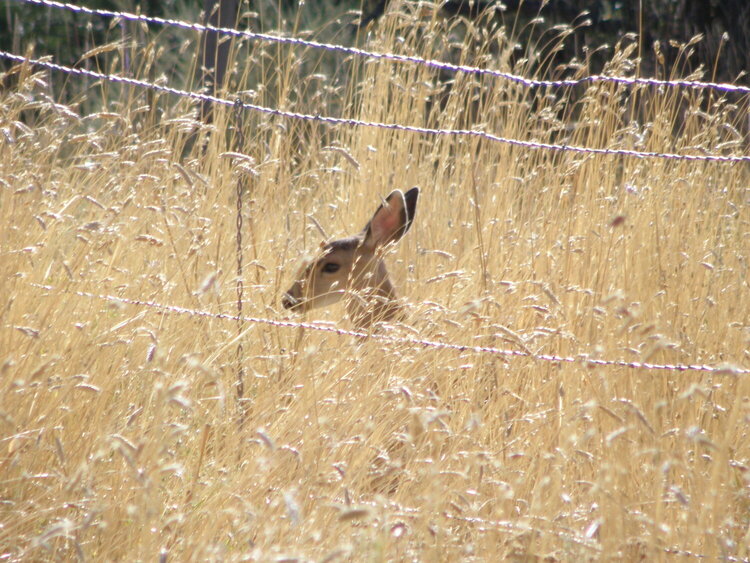 Fawn/Weeds