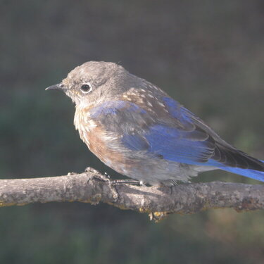 Western Bluebird