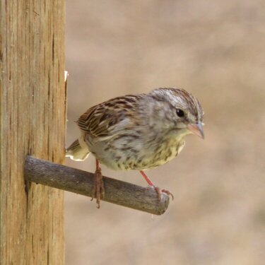 POD...AUG #14/15...Sparrow