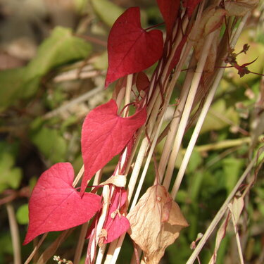 POD...AUG #15/15...Red leaves