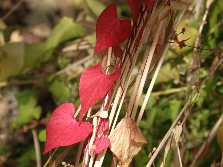 POD...AUG #15/15...Red leaves