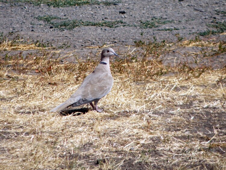 Eurasian Collared-Dove...ground