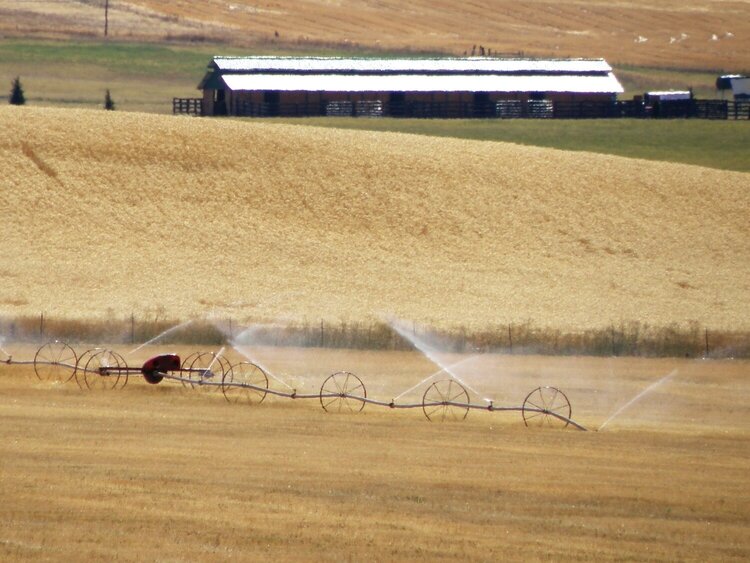 POD...SEPT #4/15...Wheel-line  irrigation