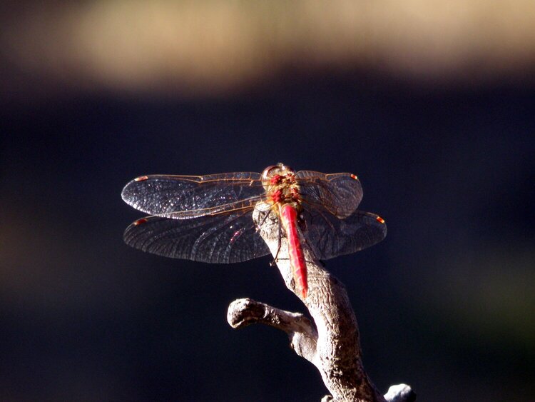 MINI SEPT...POD...4 What do you think?...Dragonfly...red