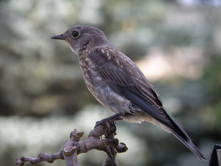 POD...9-2-09...Western Bluebird