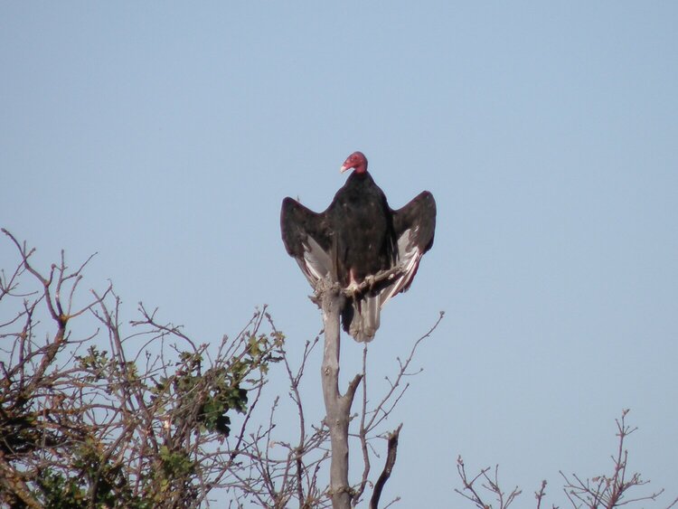 POD...SEP #3/15...Turkey Vulture