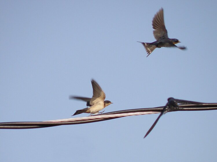 MINI SEP...POD...7 In  motion...Swallows