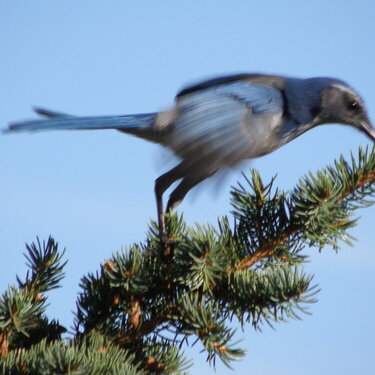 Western Scrub  Jay...liftoff