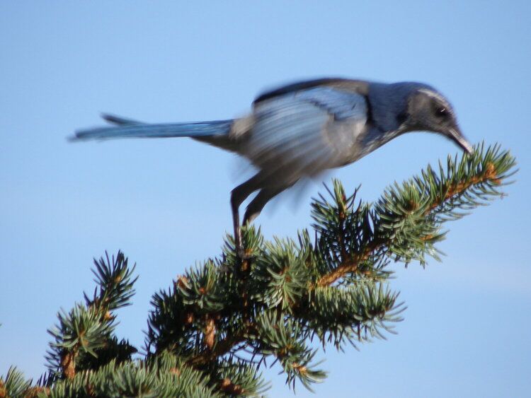 Western Scrub  Jay...liftoff