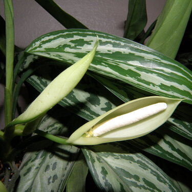 POD...9-18-09...Chinese Evergreen