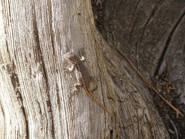 POD...SEPT #14/15...Western Fence  Lizard
