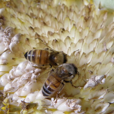 POD...SEPT #17/17...Busy Honeybees