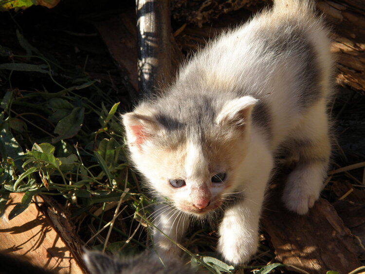 POD...9-22-09...Kitten