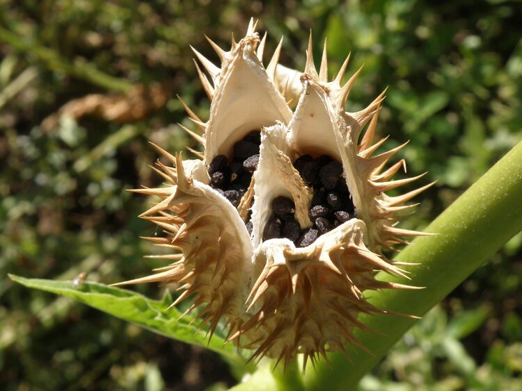 Jimson Weed seed pod