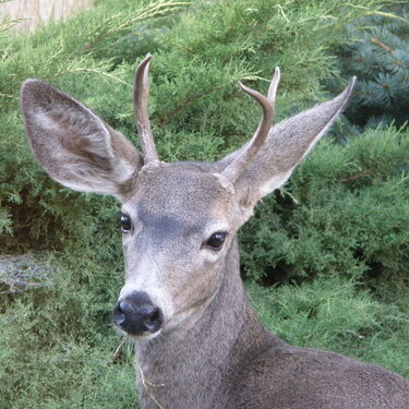 POD...9-28-09...Deer