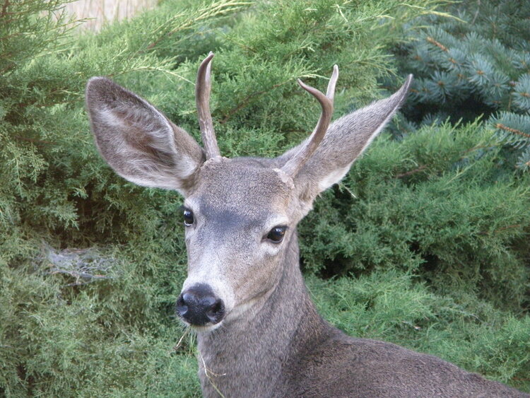 POD...9-28-09...Deer