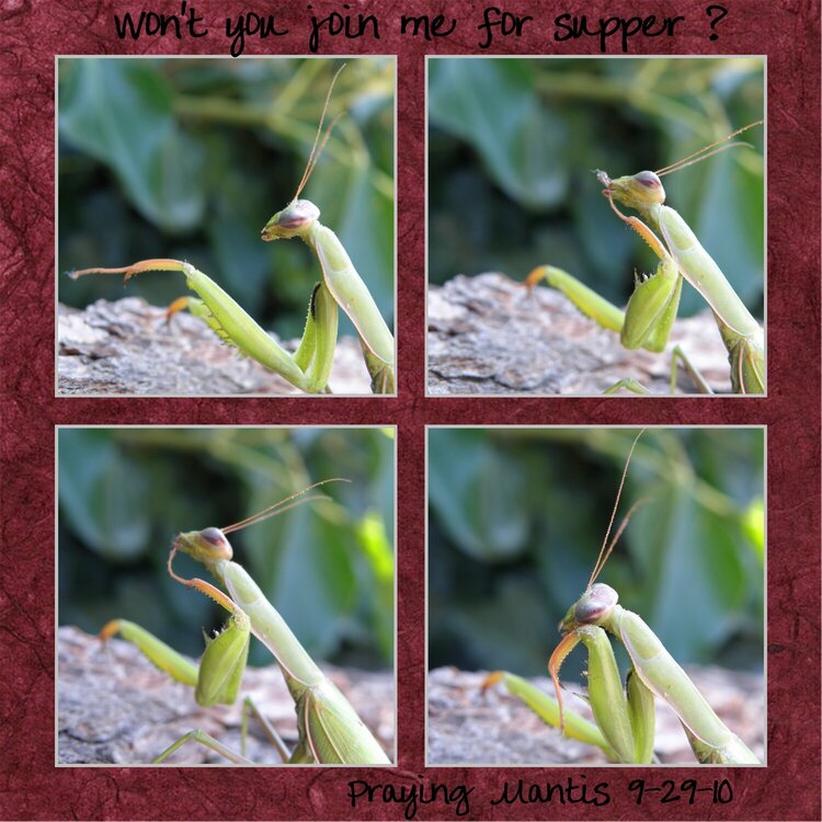 Praying  Mantis LO