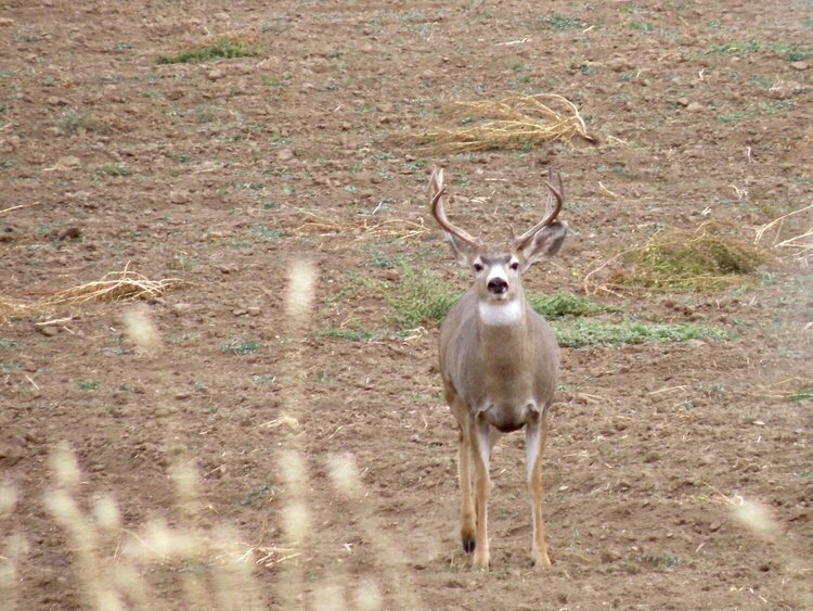 POD...OCT #2/15...Deer