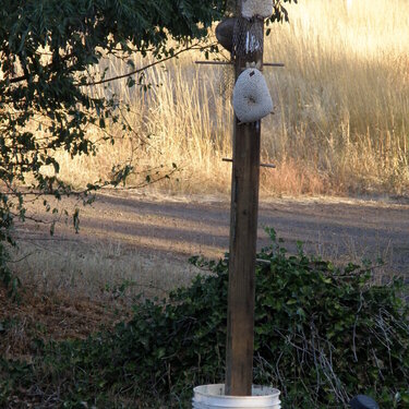 JFF...[POD]...Bird feeding station