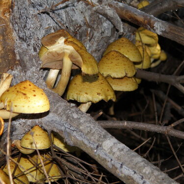 POD...OCT #3/15...Mushrooms