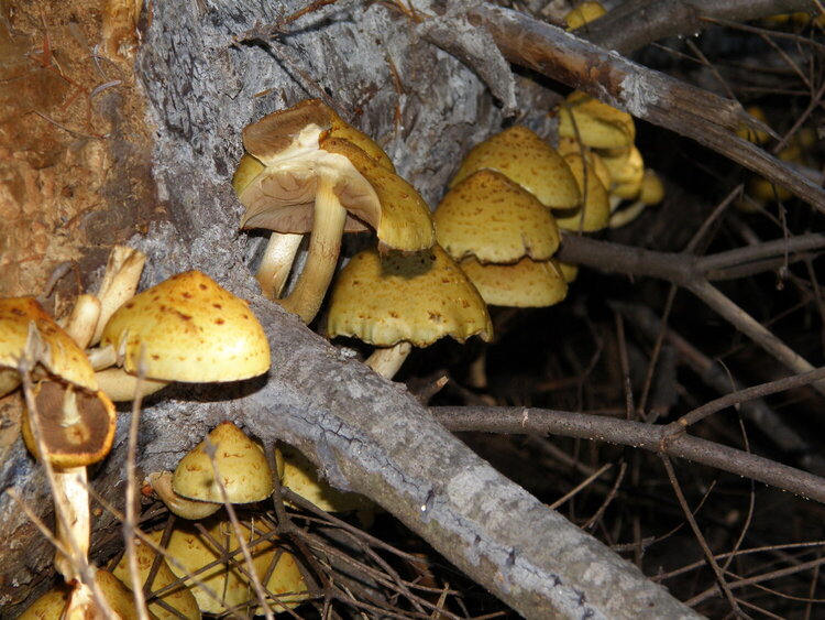 POD...OCT #3/15...Mushrooms