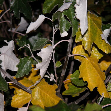 POD...OCT #9/15...Leaves