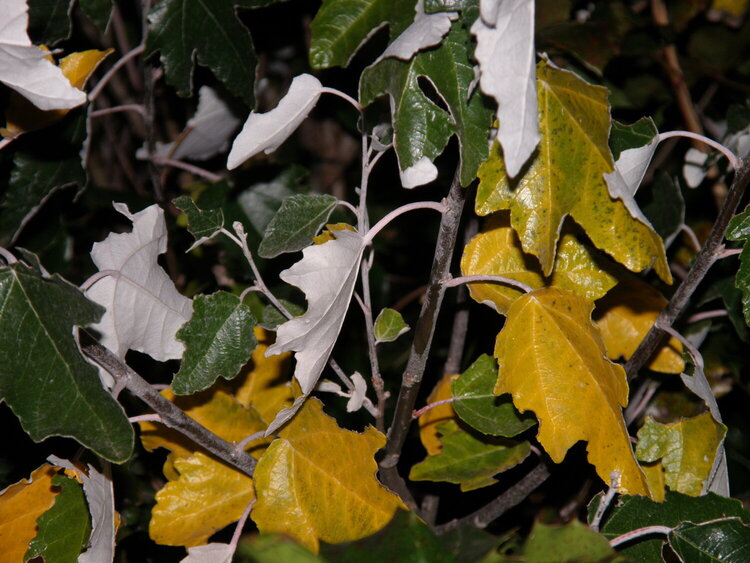 POD...OCT #9/15...Leaves