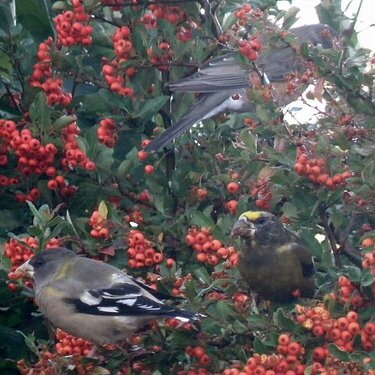 MINI OCT...POD...6 Goodies...Berries/Birds