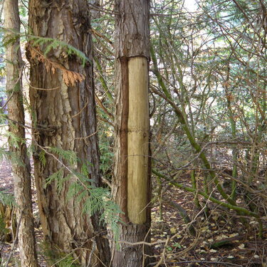 POD...OCT #14/15...Cedar tree