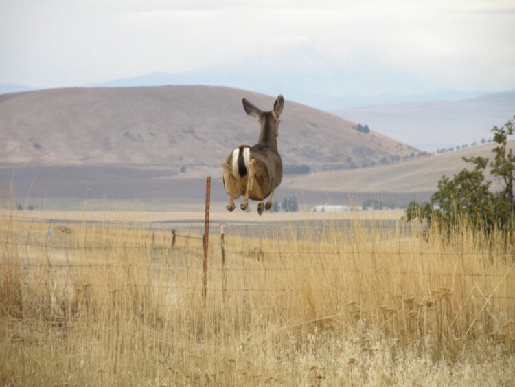 OCT 2020 / Mini #2 Tricky /Deer jumping fence