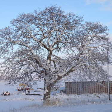Oak tree/Snow