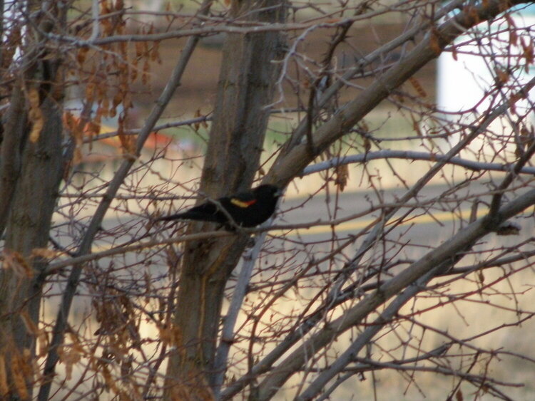 MINI GROUP 2...[POD]...[11 unexpected]...Red-winged Blackbird