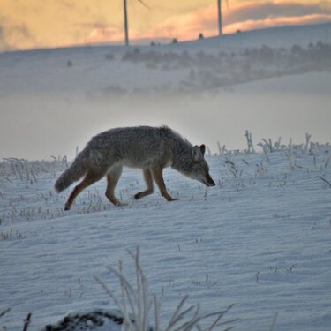 POD...NOV #15/15...Coyote #1